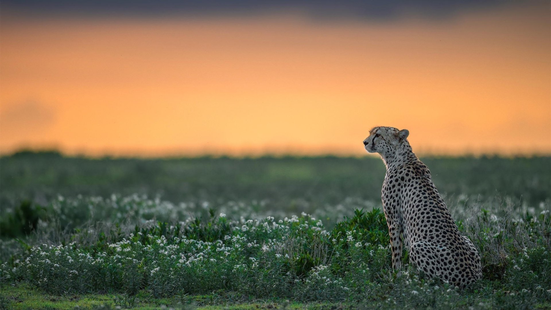 _奇才队战术调整到位，连获佳绩_，奇才队全称