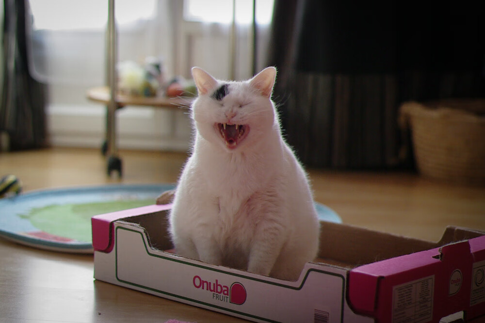 “雪地传说：白色战场上的速度传奇”，雪地传说书籍