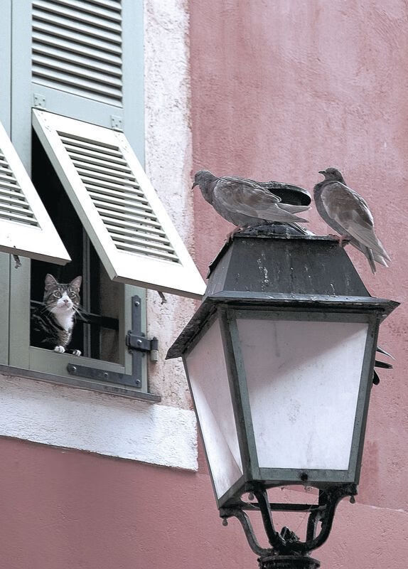 “雪域奇迹：冰雪赛段的速度传奇”，雪城奇迹视频