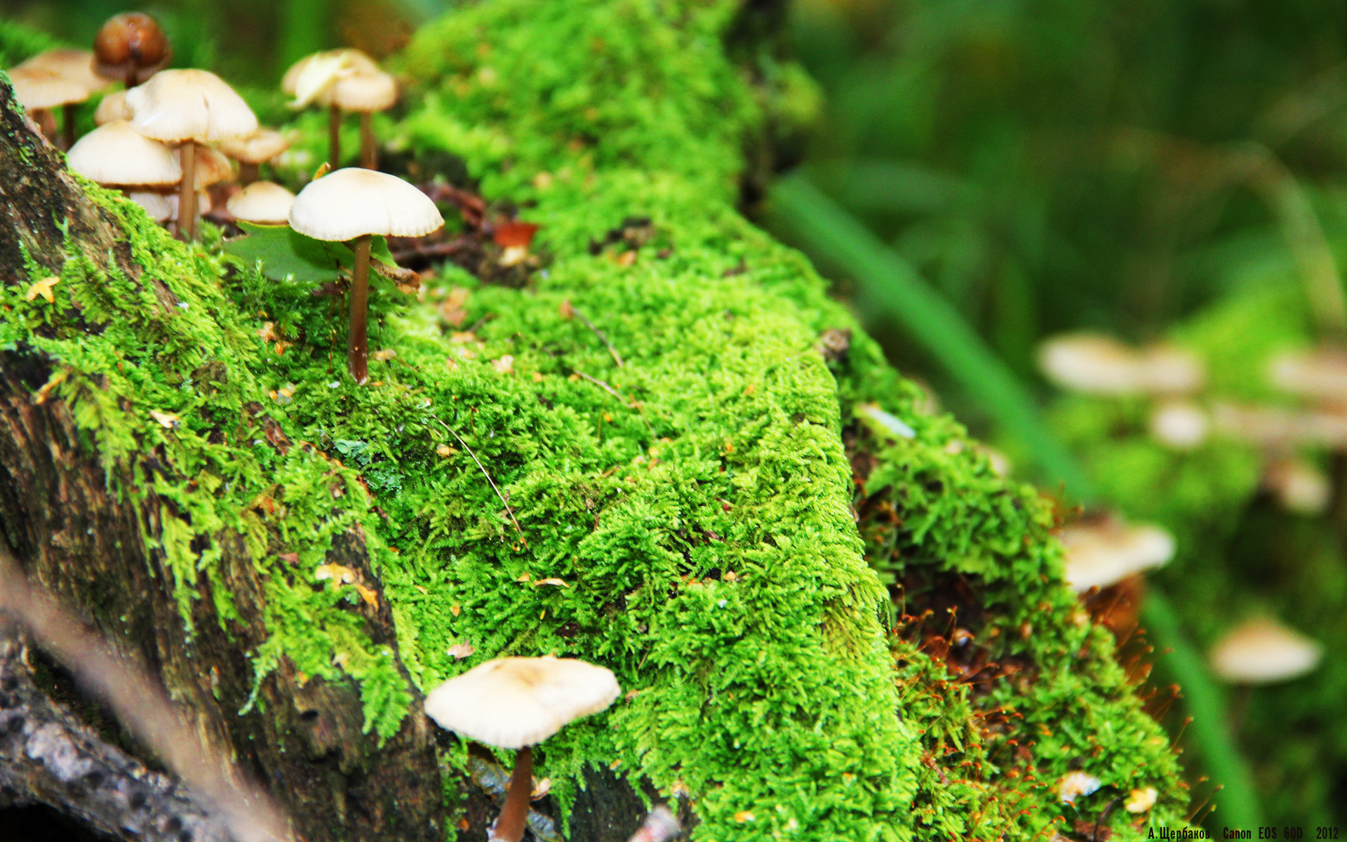 《街霸5》CPT全球总决赛与《铁拳7》世界巡回赛的格斗游戏巅峰,街霸5还是铁拳7