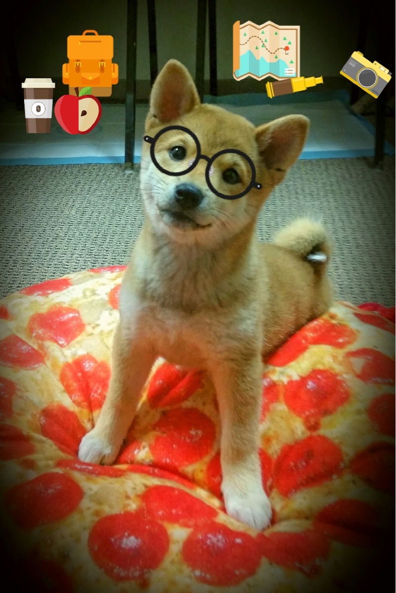 传奇“守门员”在欧冠舞台上的巅峰表现，守门员转会排行榜