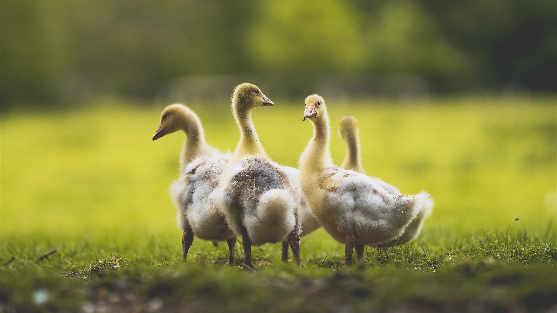 利物浦大逆转夺冠梦,热刺客场不敌,积分差距进一步拉大,利物浦ⅴs热刺