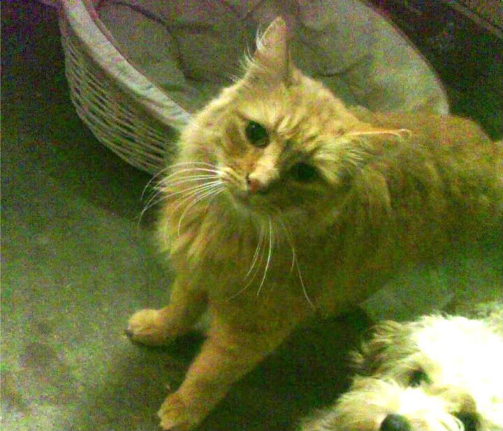 在总决赛关键时刻，库里连续命中三个远距离三分，最关键时刻的“天外飞仙”！