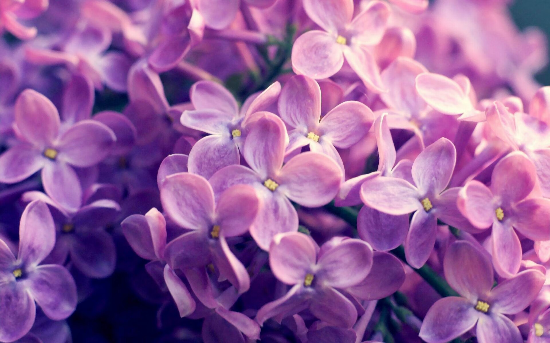 户外极速飞盘比赛,速度与技巧的碰撞,竞速飞盘