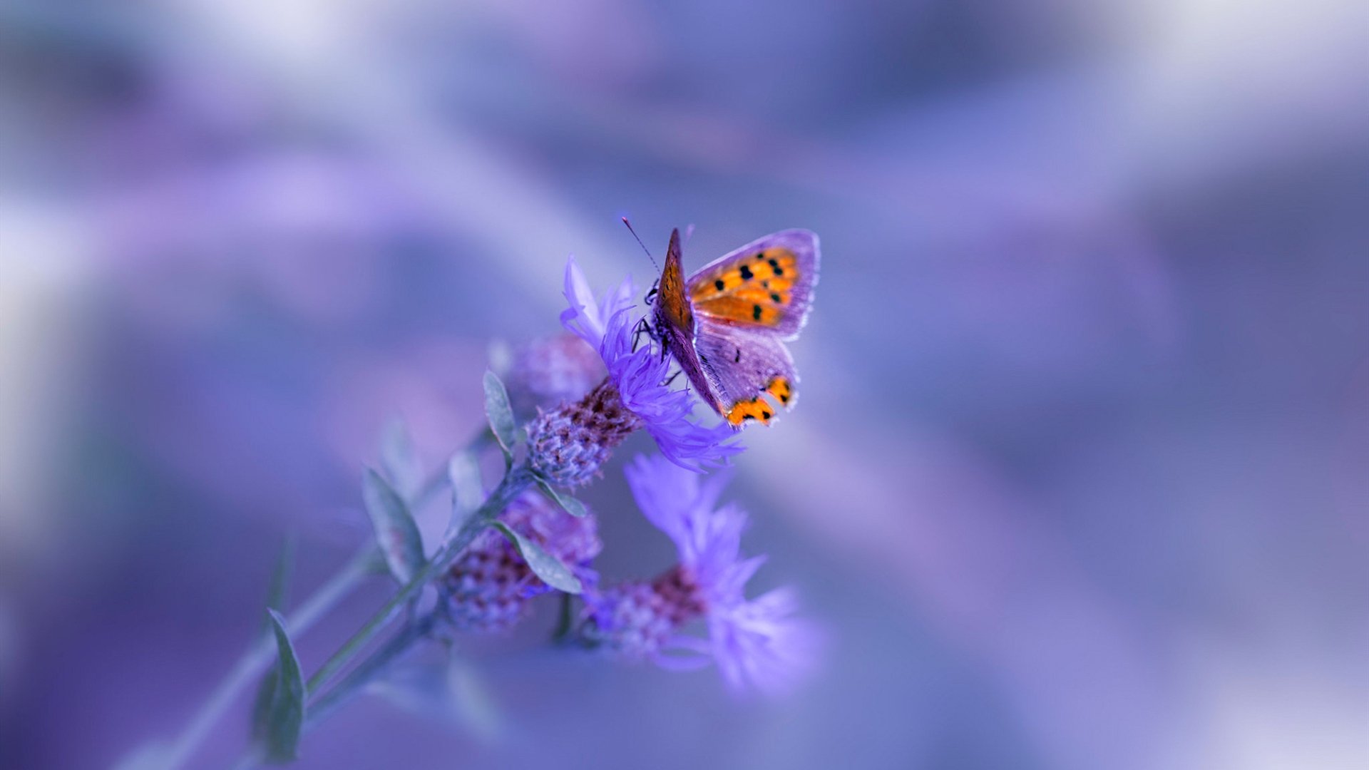 未来的F1：零排放赛车的梦想，未来f1概念车