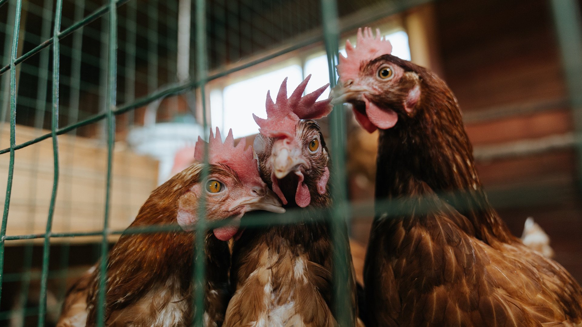 瑜伽自由式表演,身心灵的极致释放,瑜伽自选体式