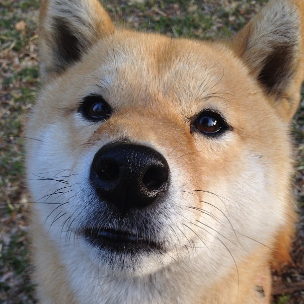 英超:曼城4-2战胜曼联,哈兰德梅开二度,瓜迪奥拉指挥若定,曼城4-3