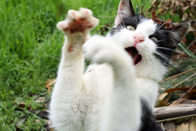 Astralis 在 CCT 赛事中取得佳绩,ccat2021