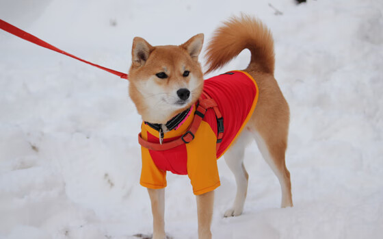 中国队在巴黎奥运会比赛中多次通过二次进攻得分,巴黎奥运会中国运动员