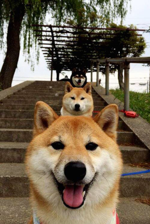 塞内加尔马术协会开展马匹福利宣传活动,提升公众意识。,nar赛马协会