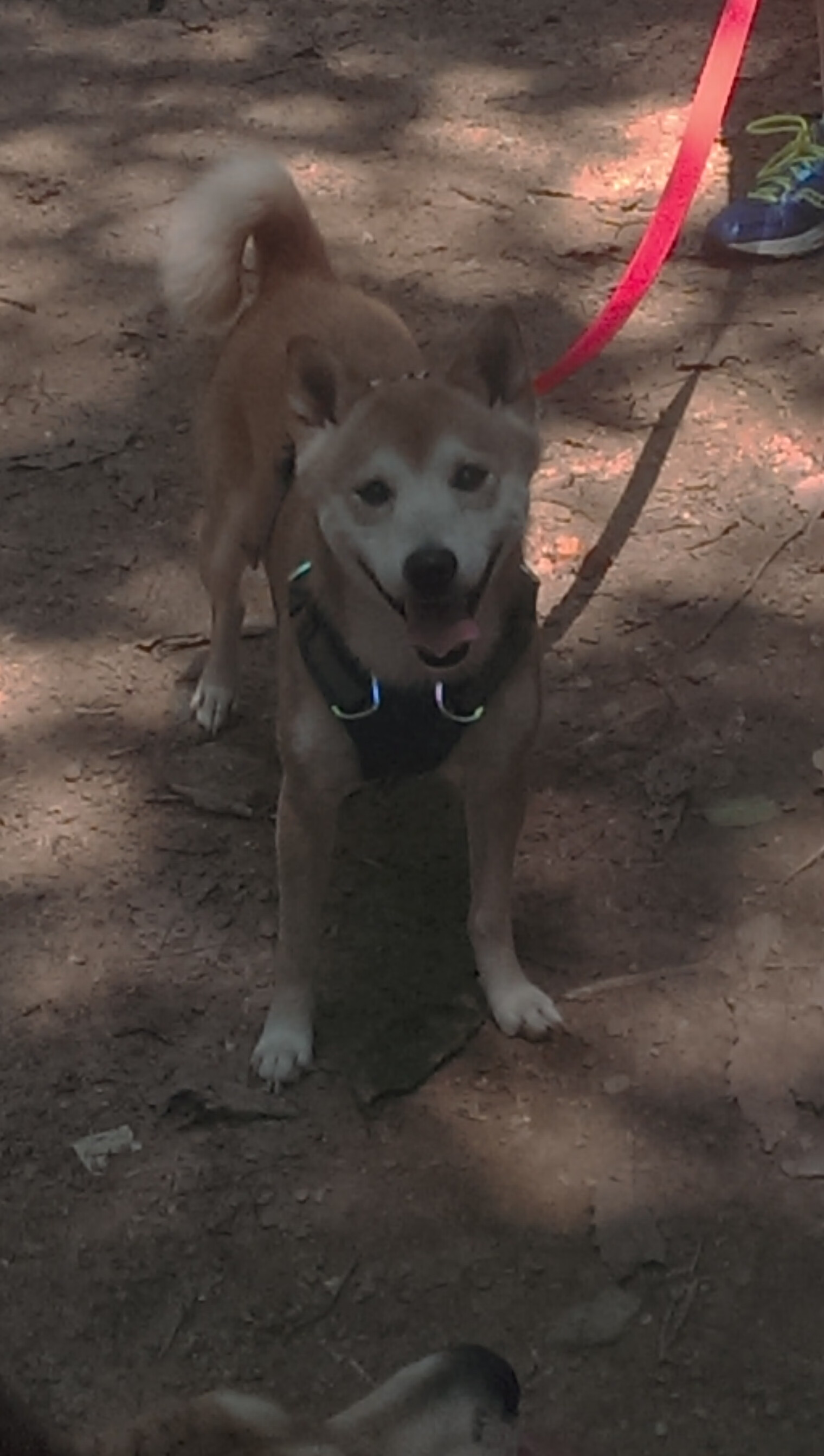 悉尼国王季后赛冲击力十足，悉尼国王赛程