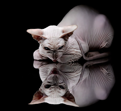 摩纳哥主场胜巴黎FC,取得近期重要胜利,摩纳哥 vs 巴黎圣曼