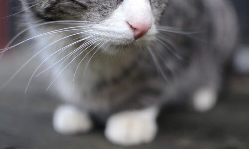 摩纳哥主场胜巴黎FC，取得近期重要胜利，摩纳哥跟大巴黎的比赛