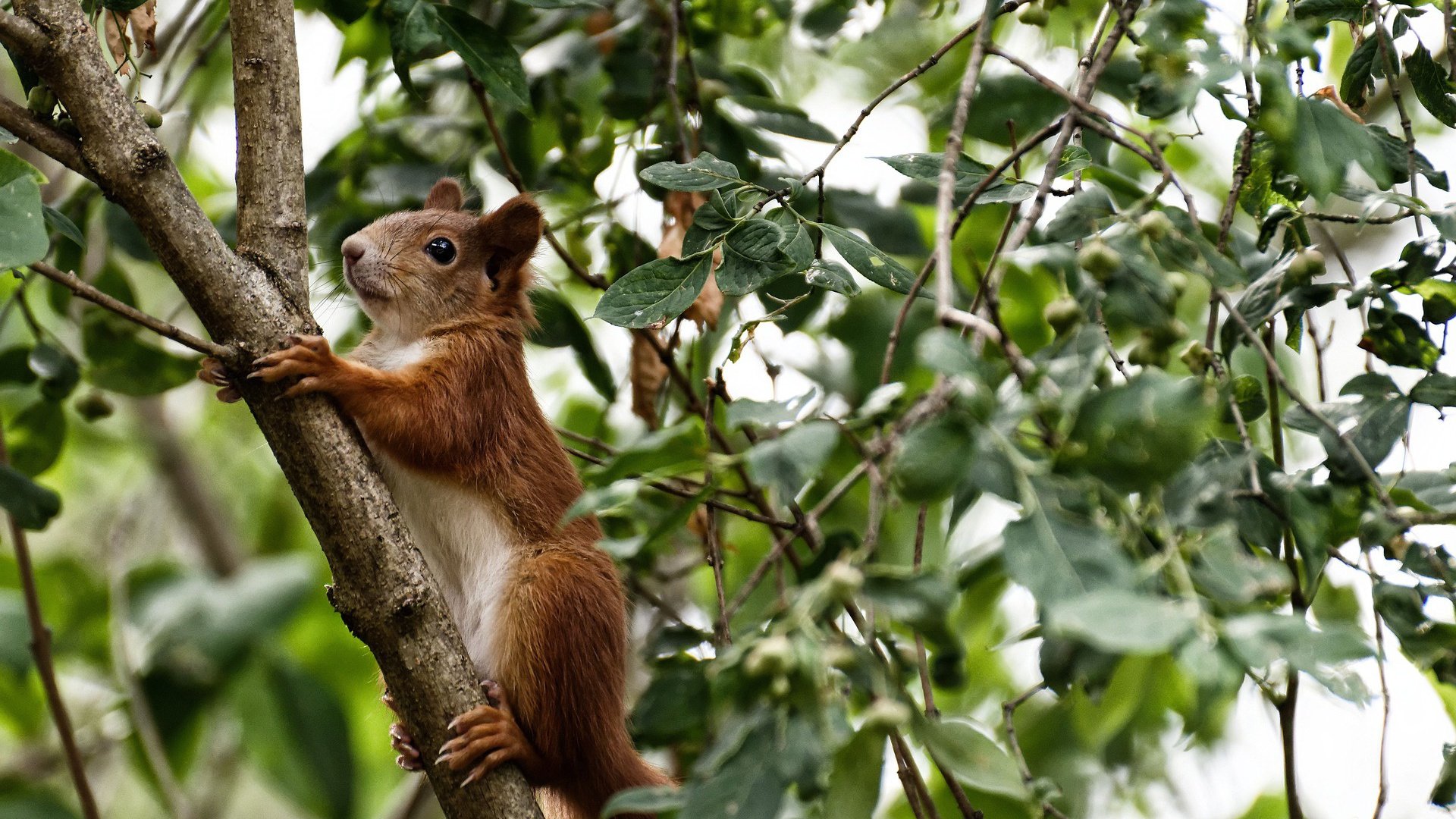 瑞典队在欧预赛比赛中遭遇失利,出线形势堪忧,瑞典队最近比赛