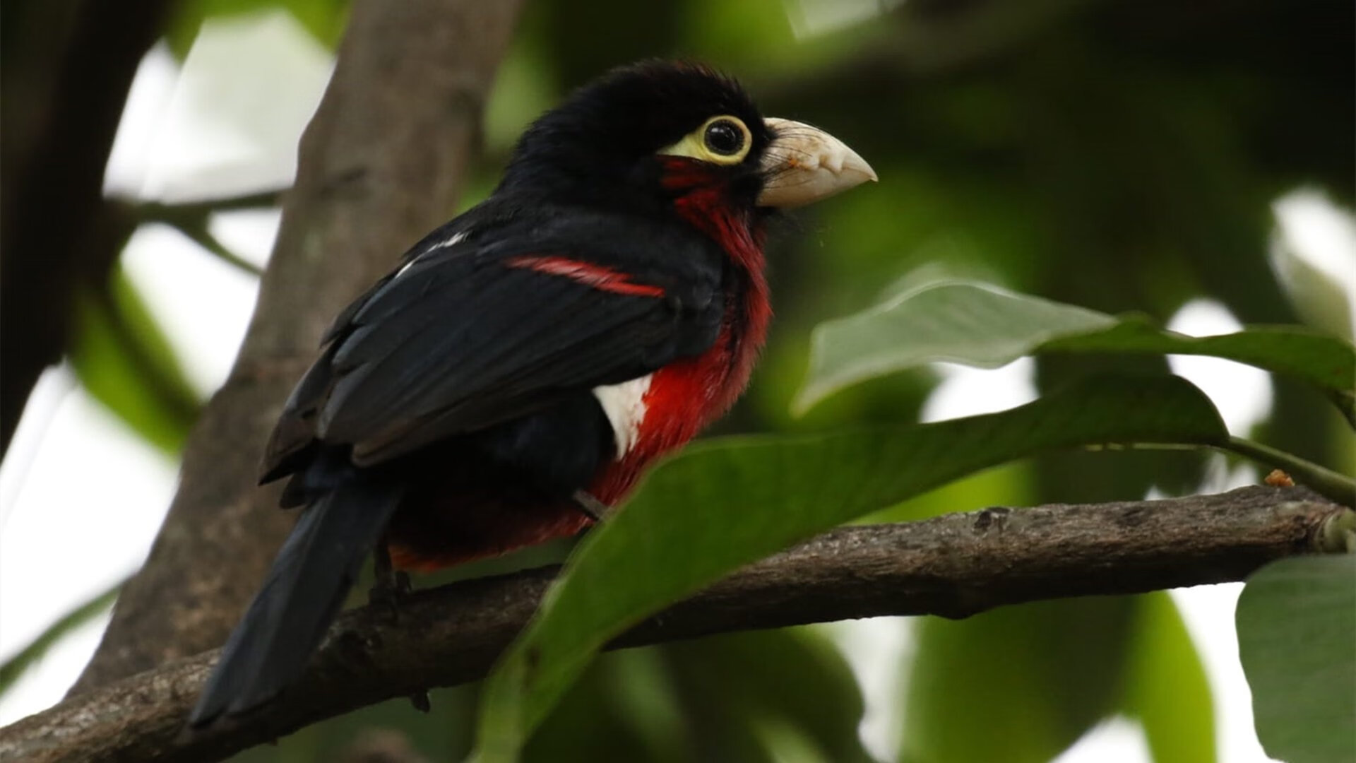 瑞士国脚加盟英超劲旅，提升战力与竞争力，瑞士 国际足联