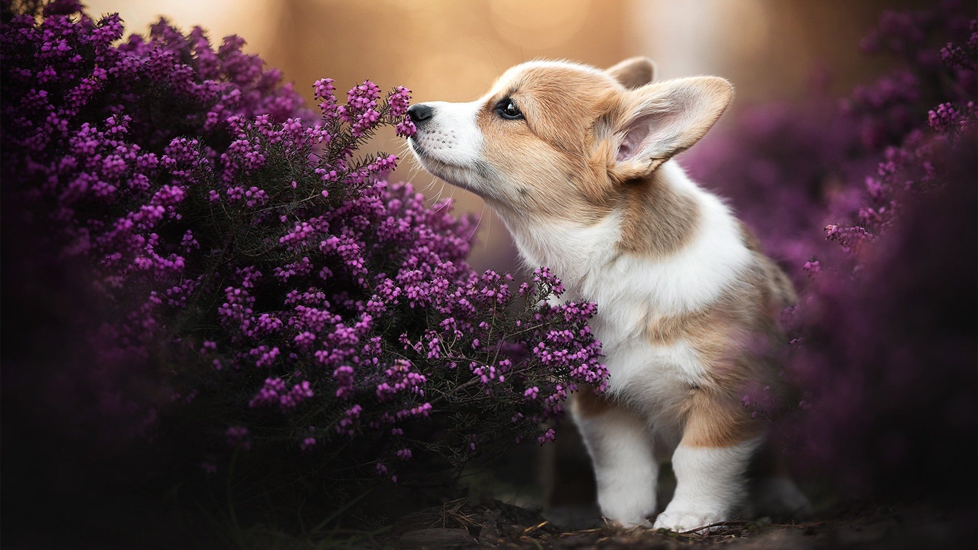 神奇表现频现,球员实力备受质疑,球员球员