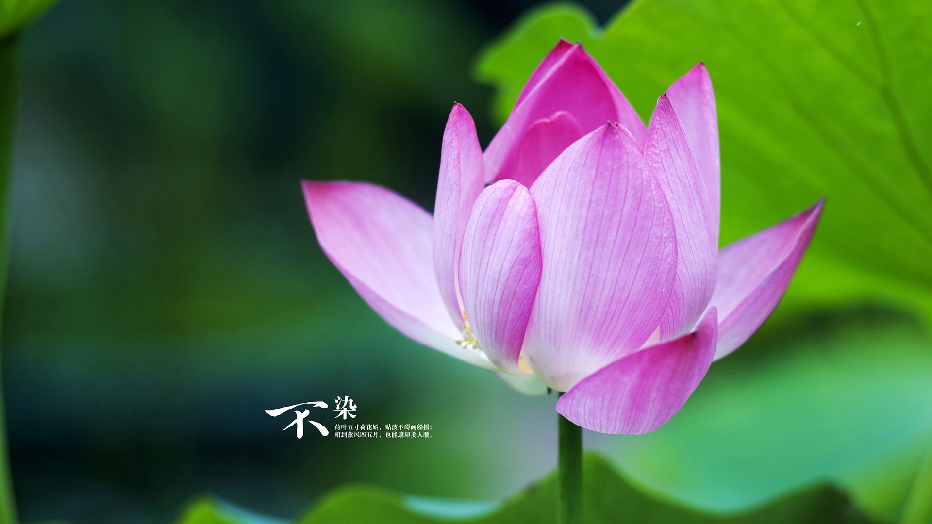 葡萄牙体育年轻球员逐渐成为主力,葡萄牙球员2021