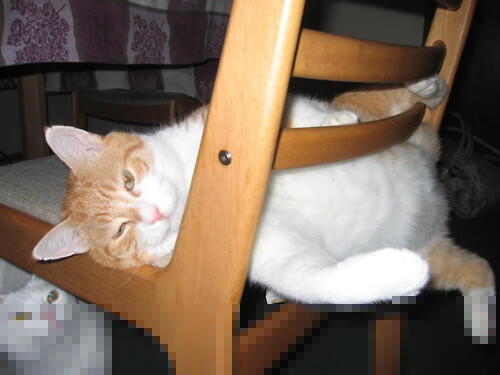 那不勒斯客场大胜,追赶积分榜前列,那不勒斯队员主力