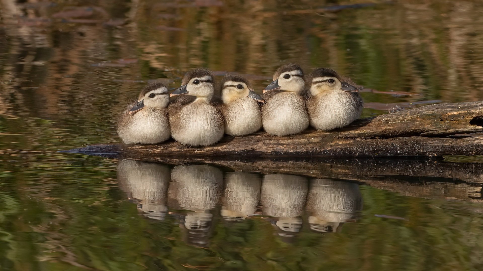 雷霆队连胜未果，主帅指导需要加强，雷霆队2021