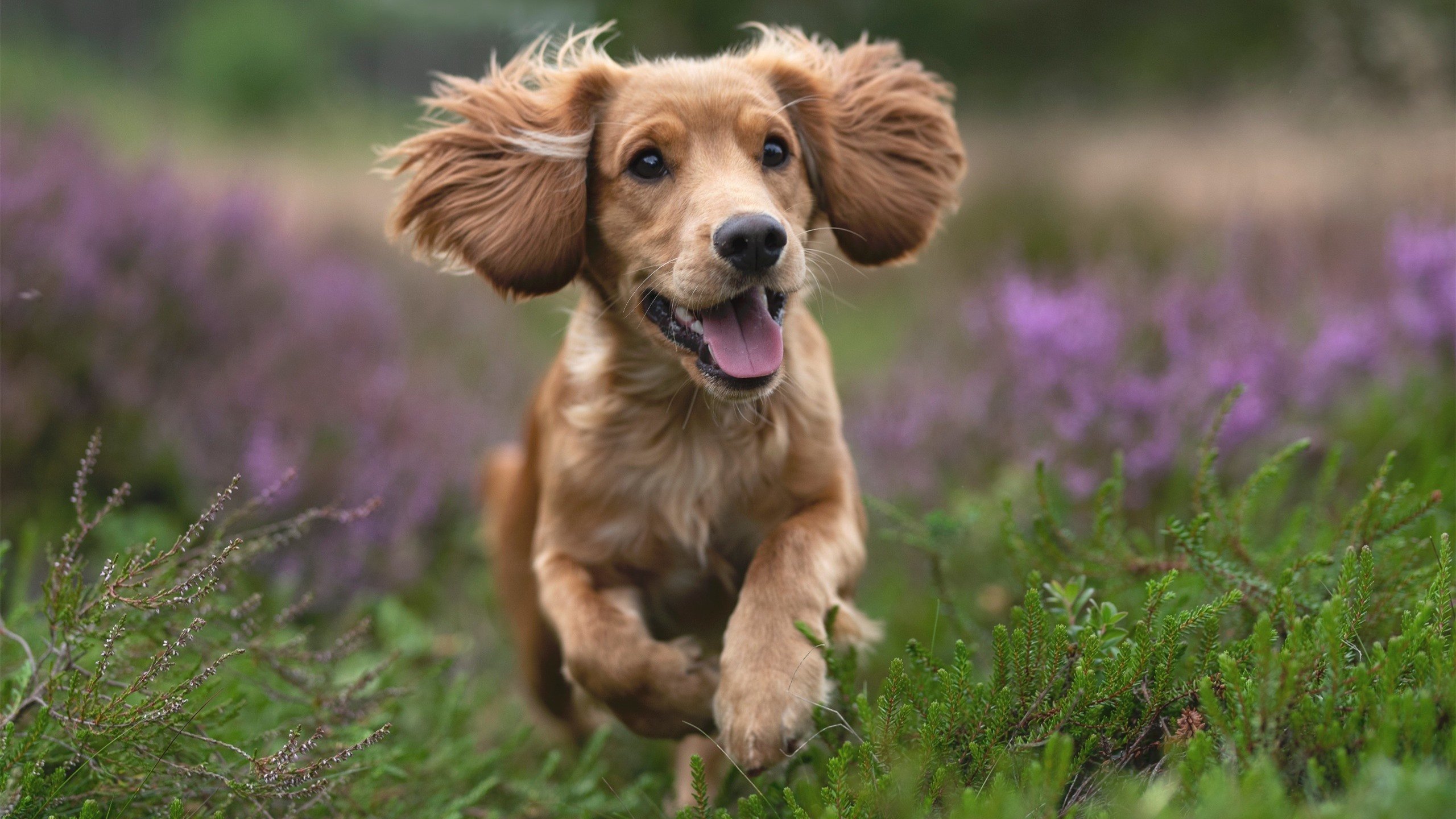 雷霆险胜公牛,东部决赛中亚历山大贡献关键助攻,雷霆队亚历山大百度百科