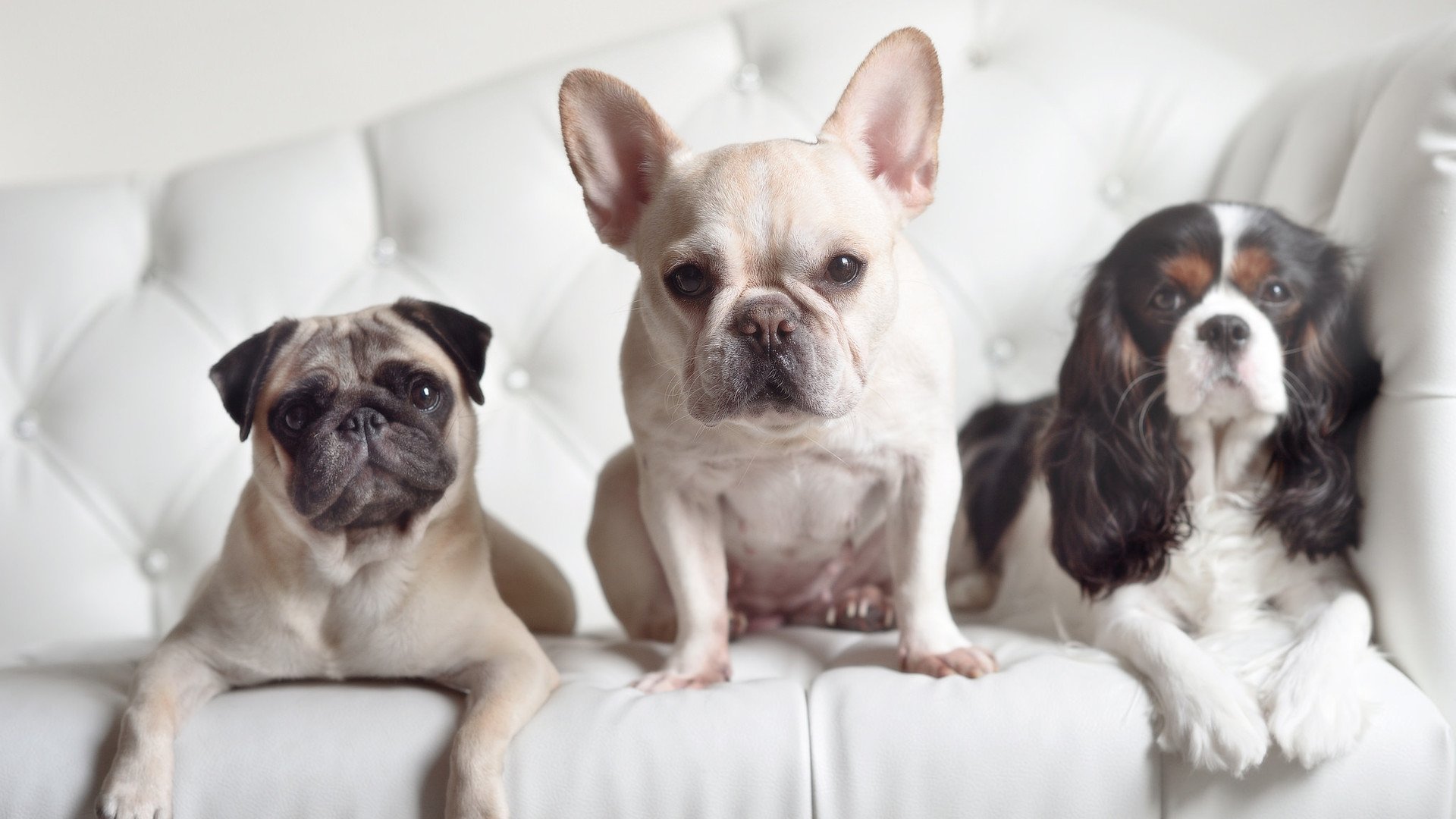 雷霆险胜公牛,东部决赛中亚历山大贡献关键助攻,雷霆队亚历山大百度百科