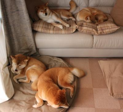 世俱杯决赛:全球顶级俱乐部争夺唯一荣耀,世俱杯2021