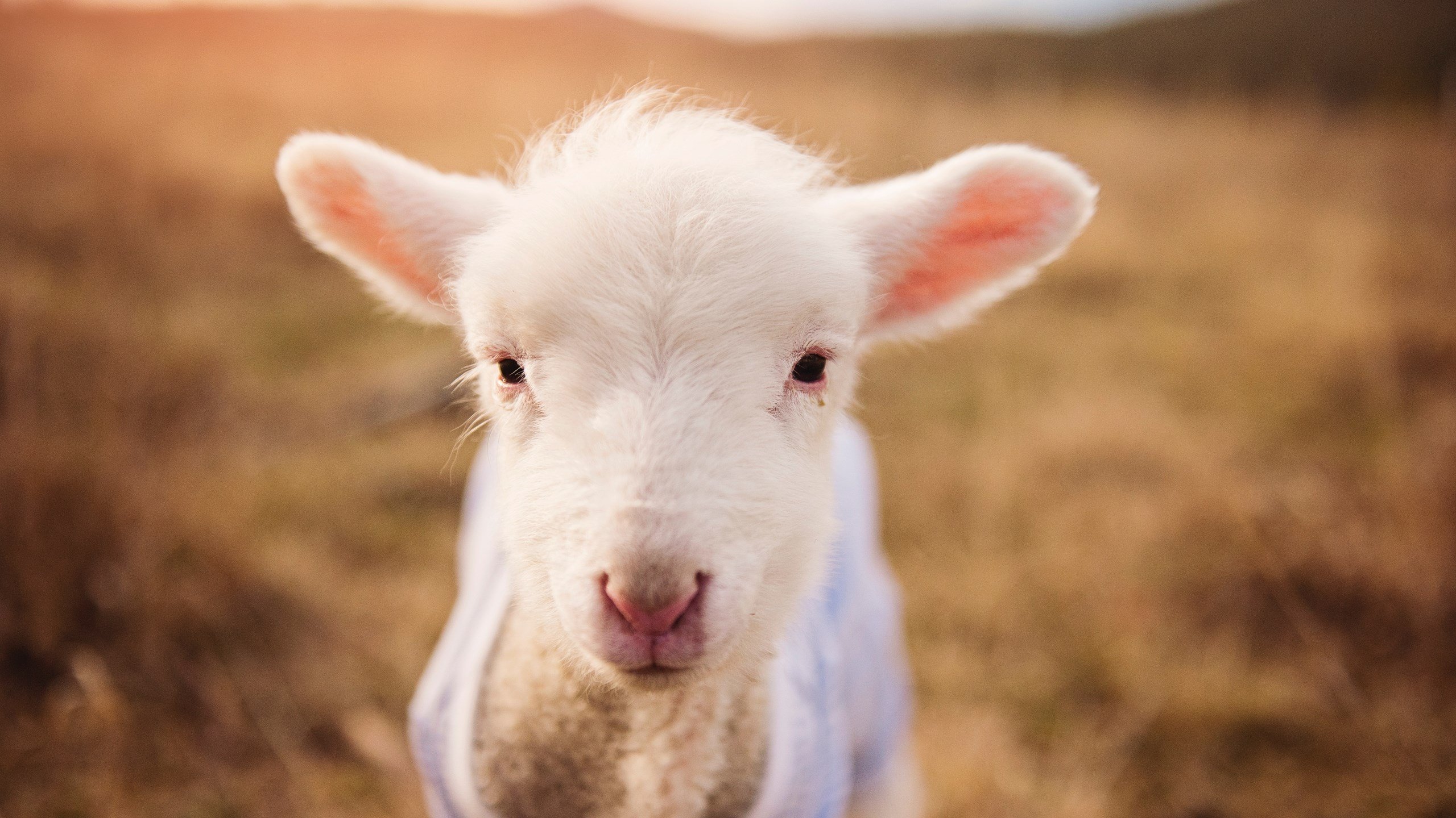 阿联酋足球联赛本土新星崛起,阿联酋足球实力怎么样
