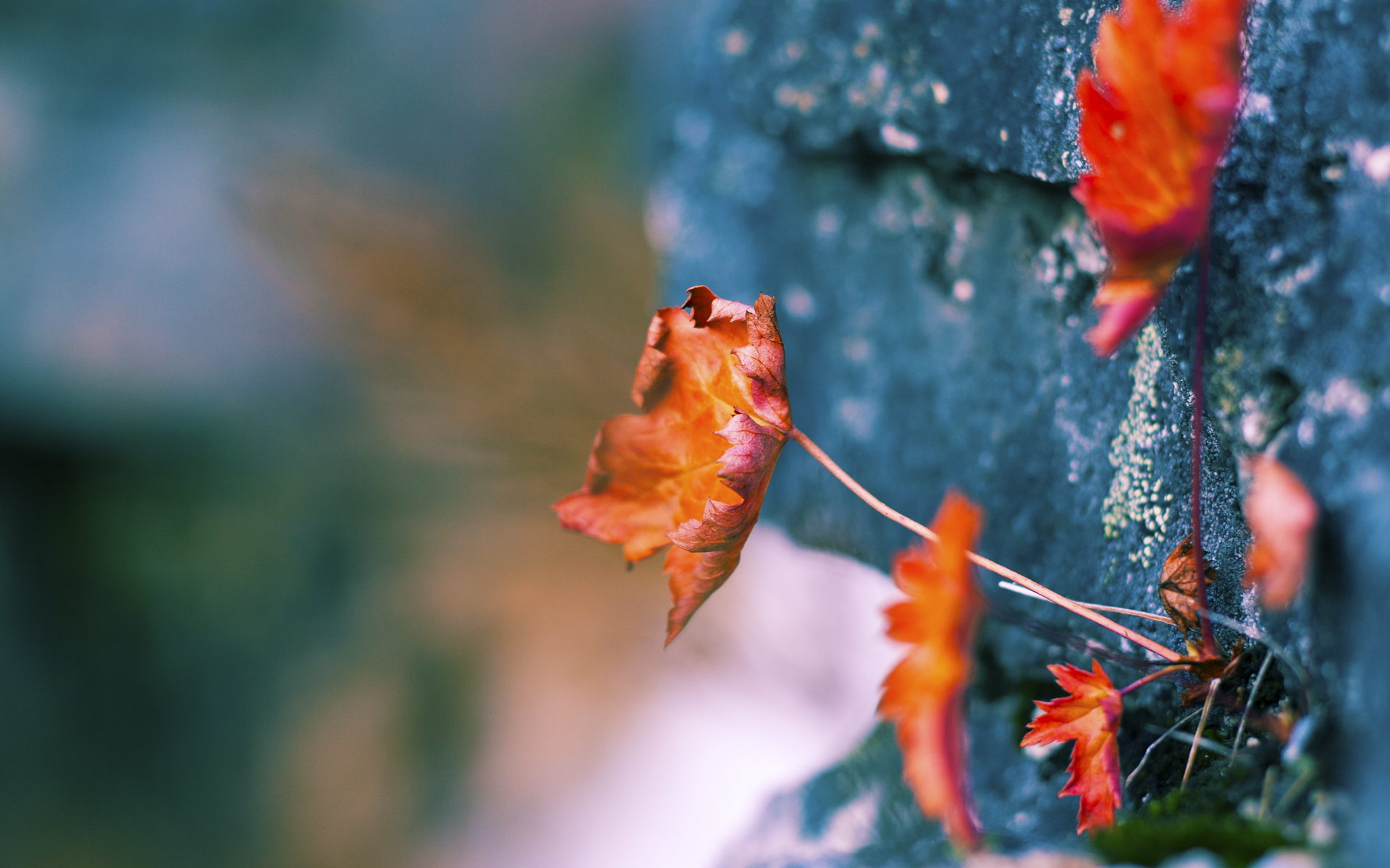 “武汉马拉松:耐力之王的角逐”