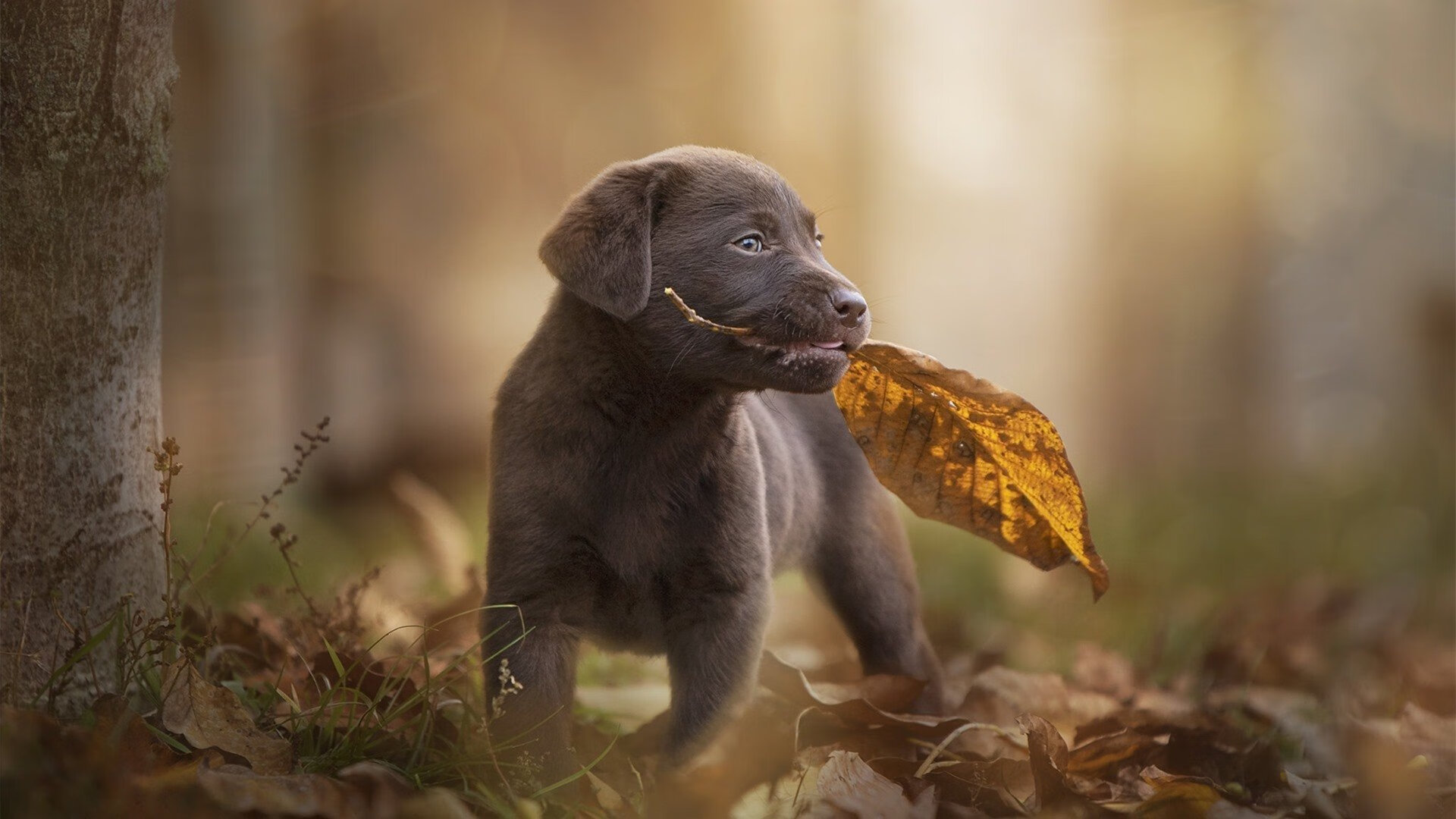 亚冠联赛中国足球逆袭 球员状态稳定，中国足球亚冠名额