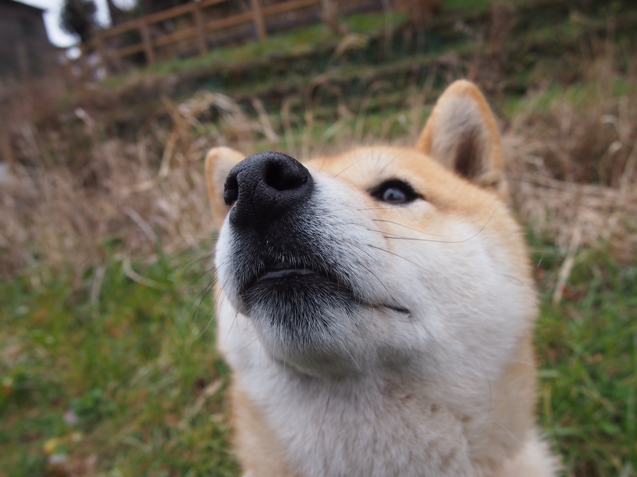 体育新闻中心发布体育视频内容多语言自动翻译系统,体育新闻视频央视网