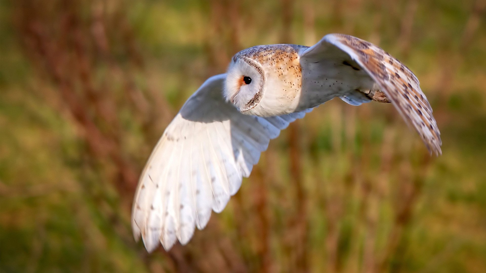 青少年足球参与度持续走低,青少年足球未来