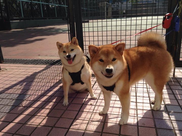 巴西青训持续投入，出产新一代足球天才