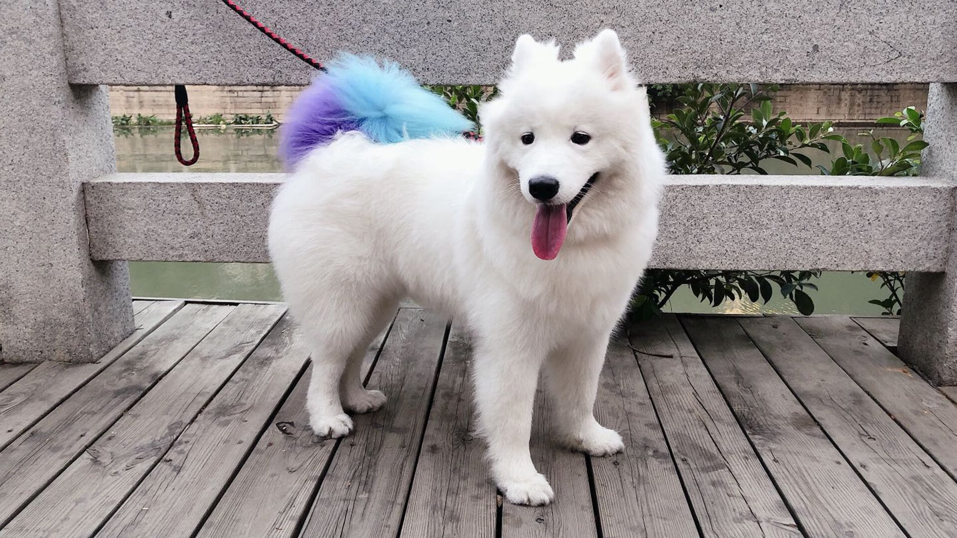 美洲杯激情场：明星闪耀，奇迹不断！，美洲杯视频回顾